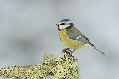 Blue tit (Parus caeruleus), sitting on a branch overgrown with reindeer lichen (Cladonia