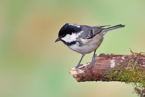 Fir tit (Parus ater), sitting on an old rotten branch covered with moss, Wilnsdorf, North