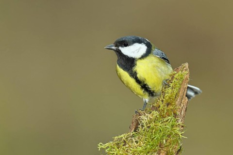 Great tit (Parus major) sitting on moss-covered dead wood, frontal view, Wilnsdorf, North