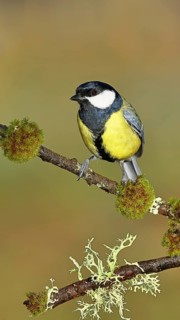 Great tit (Parus major), sitting on a branch overgrown with lichen and moss, Wilnsdorf, North