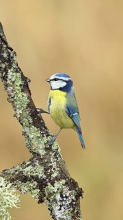 Blue tit (Parus caeruleus), sitting on a branch overgrown with lichen, Wilnsdorf, North
