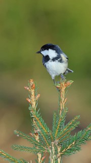 Fir tit (Parus ater), sitting on the top of a young spruce, European spruce (Picea abies),