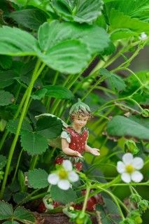 Small strawberry figurine between dense green leaves and white flowers of a strawberry plant,