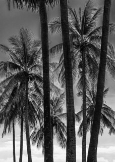 Palm trees in historical park, black and white photo, Sukhothai, Sukhothai Province, Thailand