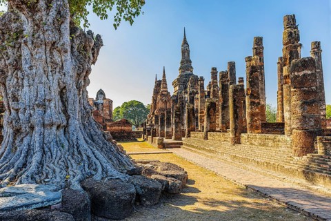 Deciduous tree with gnarled trunk, Wat Mahathat Buddhist temple complex, historical park,