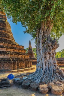 Deciduous tree with gnarled trunk, temple tower, Prang, historic Buddhist temple complex Wat