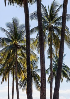 Palm trees in historical park, Sukhothai, Sukhothai province, Thailand