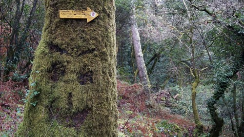 Moss-covered tree with a smiley scratched in the moss in the forest with a signpost on the Caminho