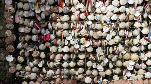 Numerous scallop shells (pecten maximus) in a tightly woven net, as a pilgrim souvenir of the Way