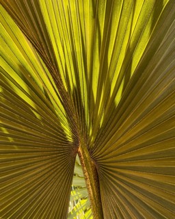 Light and shadow on a fan palm leaf, historic Buddhist temple complex, Ayutthaya, Thailand