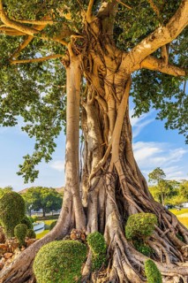 Rooted trunk of a birch fig (ficus benjamina), summer palace of the Thai king, Bang Pa-In, near