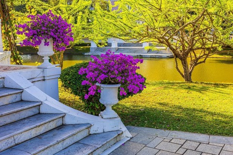 Marble staircase decorated with trophies filled with purple bougainvillea bushes, Thai King's