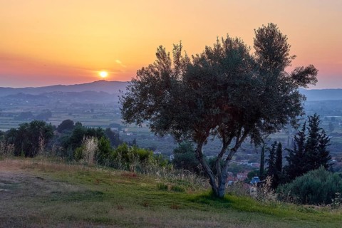 A solitary tree on a hill in an evening landscape with low sun, Hotel Europa, garden restaurant and