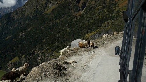 A group of goats (caprae) standing by the roadside on the Manali-Leh highway, Himachal Pradesh,