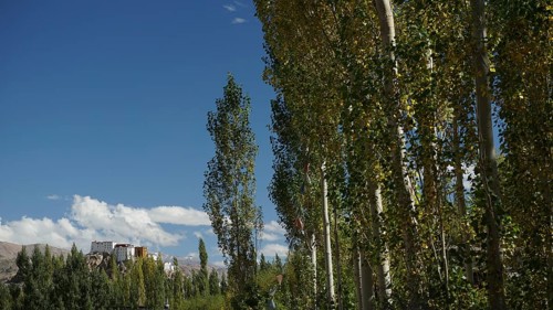 Tall trees with green foliage against a clear blue sky and a distant Buddhist monastery, trekking