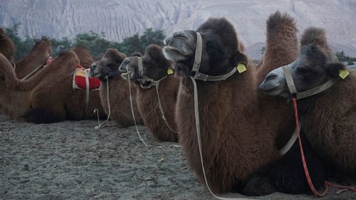 A group of Bactrian camels (camelus ferus) resting on sandy ground with mountain scenery in the