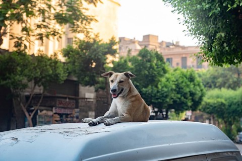 A stray Egyptian street dogs sits on top of a parked car in the summer heat of Downtown Cairo,