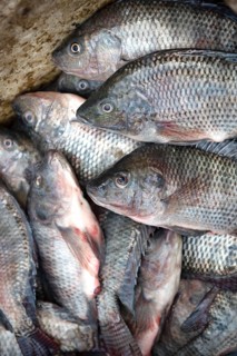 Fresh fish caught in the Egyptian River Nile in Cairo. Fish is an important food source in Egypt