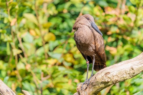 A hamerkop (Scopus umbretta) stands on a branch of a tree. Green vegetation can be seen in the