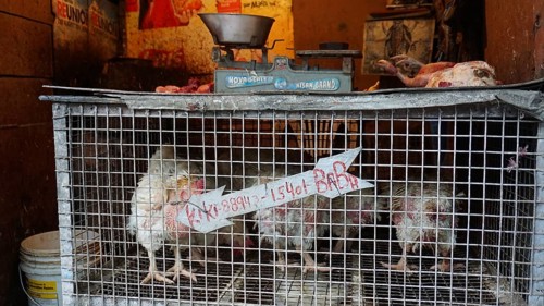 Close-up of a cage with chickens (gallus gallus domesticus) with a scale on top in an Indian market