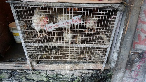Live chickens (gallus gallsu domesticus) in a cage at an Indian market, Manali, Himachal Pradesh,