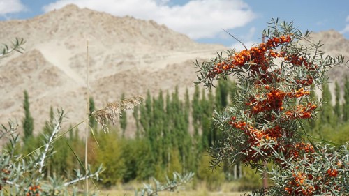 Mountains in the background with bushes full of sea buckthorn (hippophae rhamnoides) in the