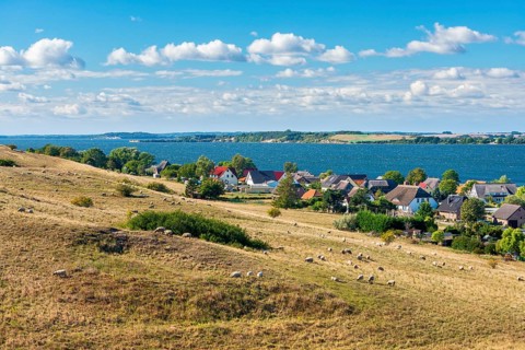 Sheep graze in the hilly landscape of the Zicker Mountains, including Zicker Alps, view across the