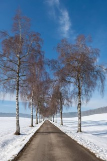Straight birch alley between snow-covered fields and bare trees under a blue sky, Swabian Jura,