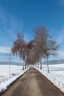 A birch alley with bare trees leads through a snow-covered winter landscape under clear skies,