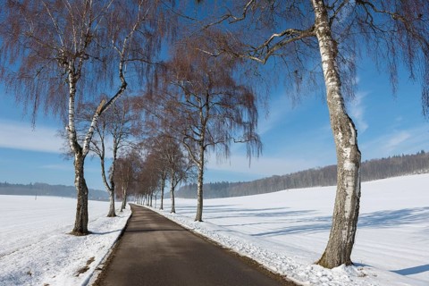 Snow-covered road with birch tree alley and blue sky, quiet winter landscape, Swabian Jura,
