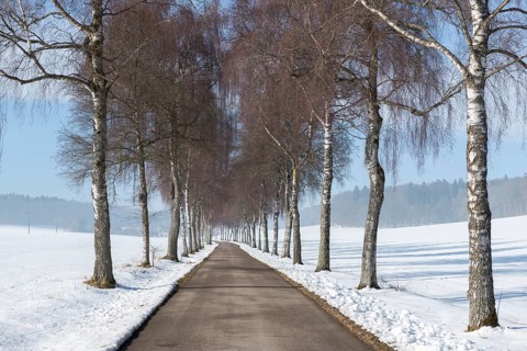 Wintery birch alley, lined with tall trees under a clear sky, leads through snowy landscape,