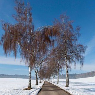 Winter birch tree alley lined with bare trees, blue sky over snowy fields, Swabian Jura,
