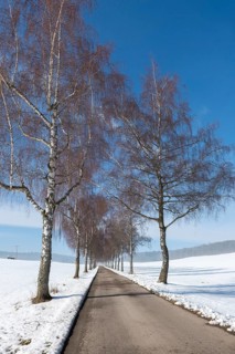 A snow-covered path flanked by birch trees leads through a quiet winter landscape, Swabian Jura,