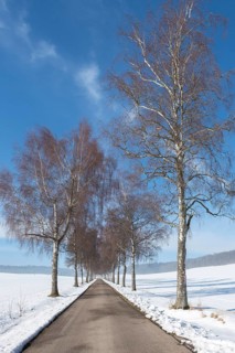 Avenue lined with birch trees leading through a snow-covered winter landscape under a blue sky,