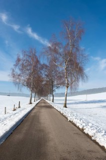 A snow-covered avenue with birch trees under a clear blue winter sky, Swabian Jura,
