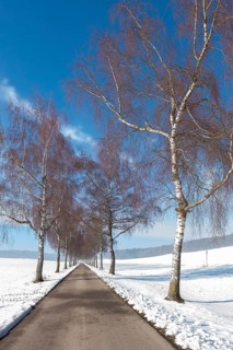 Birch trees line a snowy avenue that stretches through a winter landscape, Swabian Jura,