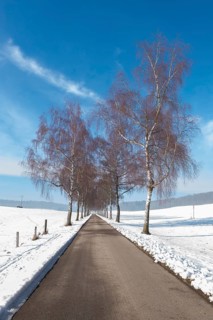 A road flanked by birch trees leads through a snowy landscape under a blue sky, Swabian Jura,