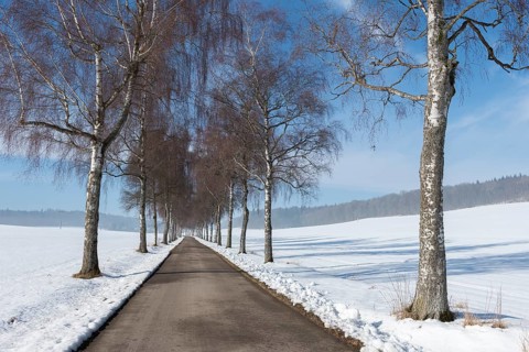 Birkenallee stretches through a white winter landscape under a blue, sunny sky, Swabian Jura,
