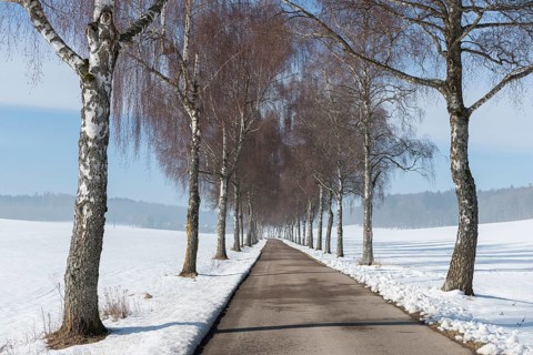 A road lined with birch trees runs through a white winter landscape with clear skies, Swabian Jura,