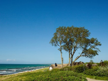 Coastal scene, blooming plants in the foreground, with a thatched building, Ahrenshoop, Baltic Sea,