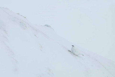 Rock ptarmigan (Lagopus mutus) in winter dress, Hafelekar, Karwendel mountains, Tyrol, Austria