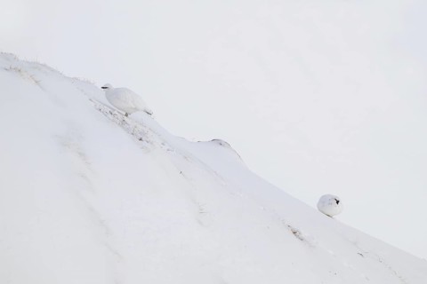 Rock ptarmigan (Lagopus mutus) in winter dress, Hafelekar, Karwendel mountains, Tyrol, Austria