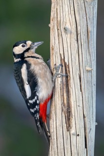 Great spotted woodpecker (Picoides major), on a tree trunk, Terfens, Tyrol, Austria