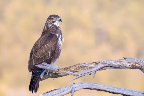 Common buzzard (Buteo buteo) sitting on a branch, Terfens, Tyrol, Austria