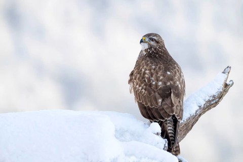 Common buzzard (Buteo buteo) sitting on a branch in winter, Terfens, Tyrol, Austria
