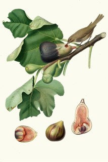 Ficus carica, fico dell'Osso, bony fig, a variant of the real fig, authentic, digitally restored