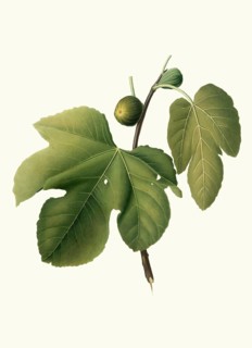 Ficus carica sativa, real fig or real fig tree, authentic, digitally restored reproduction from a