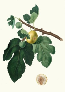 Ficus carica, real fig or fig tree, authentic, digitally restored reproduction from a 19th century