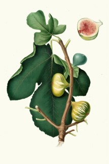 Ficus carica sativa, green-skinned fig, authentic, digitally restored reproduction from a 19th