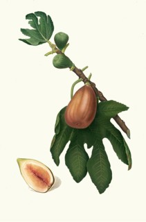 Ficus carica sativa, date fig, authentic, digitally restored reproduction from a 19th century